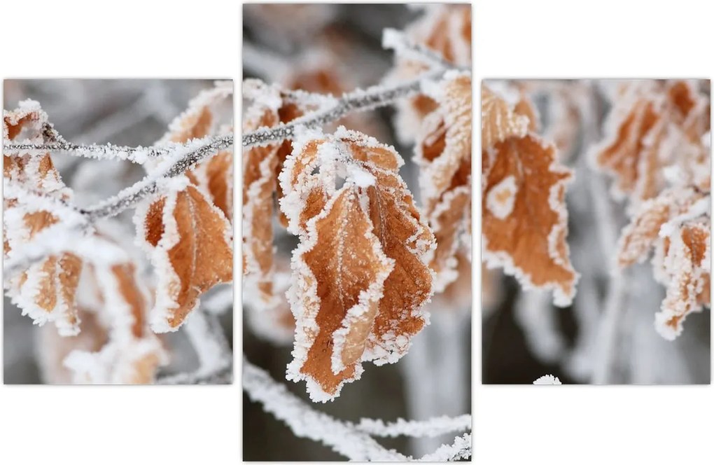 Tablou - Frunze înghețate (90x60 cm)