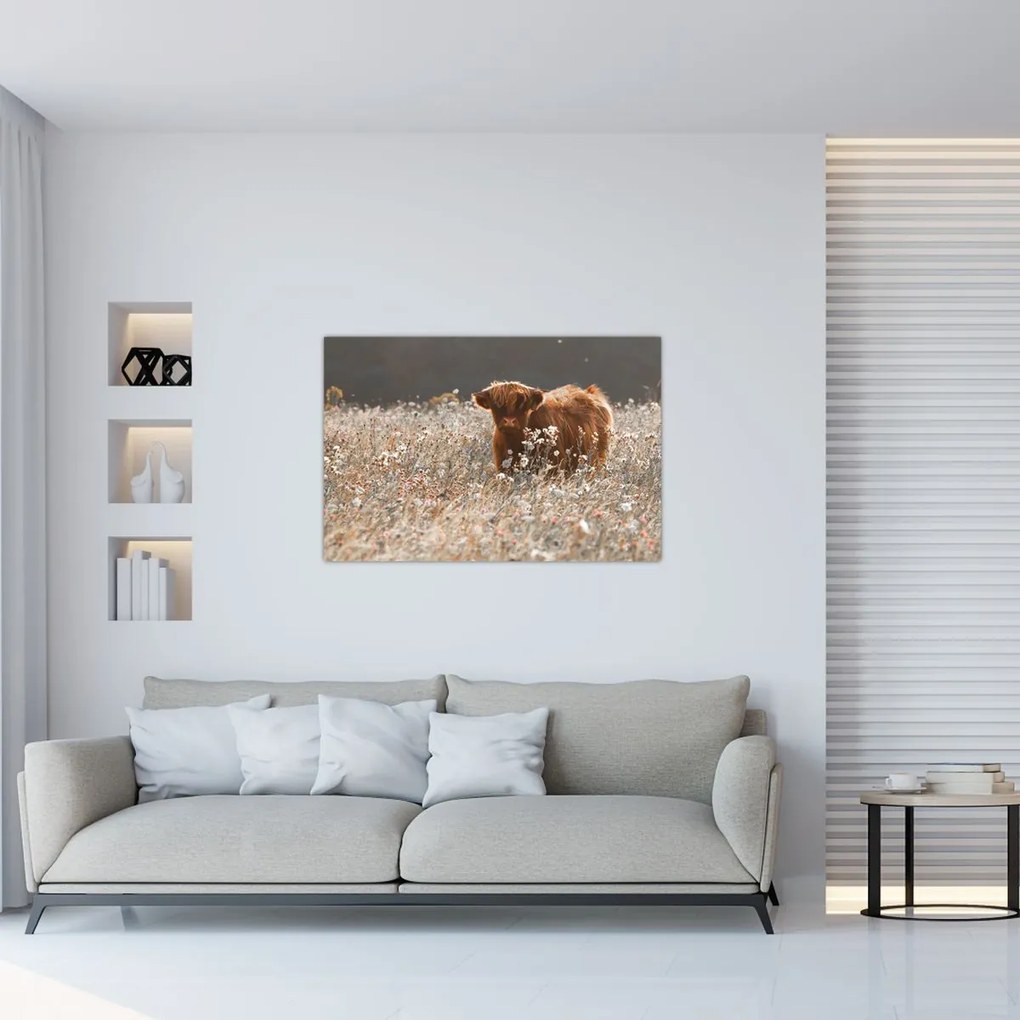 Tablou - Vacă scoțiană (90x60 cm)