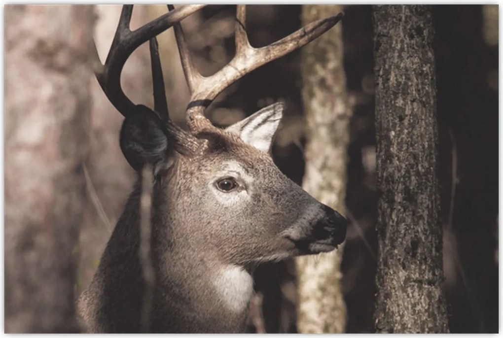 Tablou - Cerb în pădure (90x60 cm)