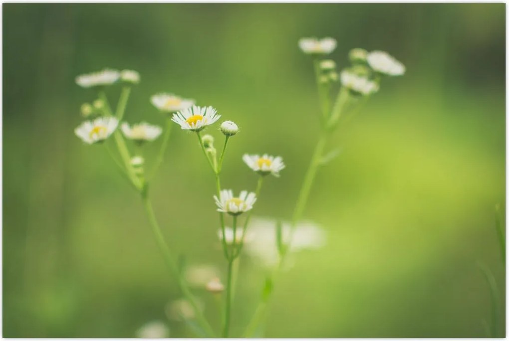 Tablou - Margarete (90x60 cm)