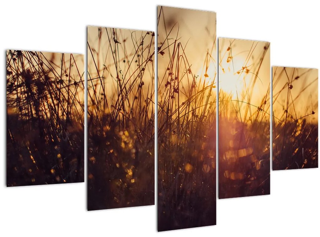 Tablou - Câmp la apus de soare (150x105 cm)