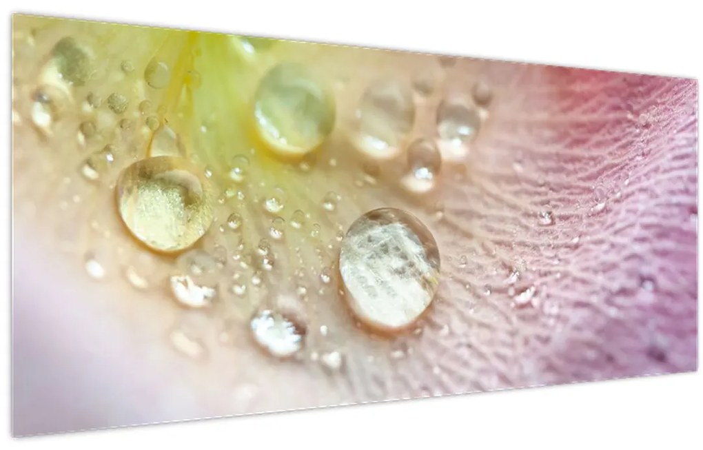 Tablou - Picături de rouă (120x50 cm)