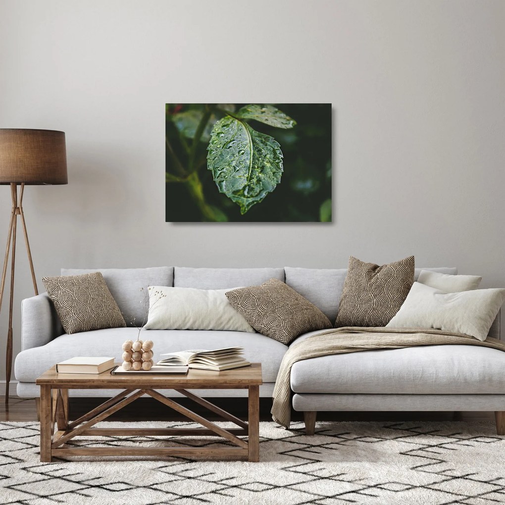 Tablou pe sticlă - picături pe frunză (70x50 cm)