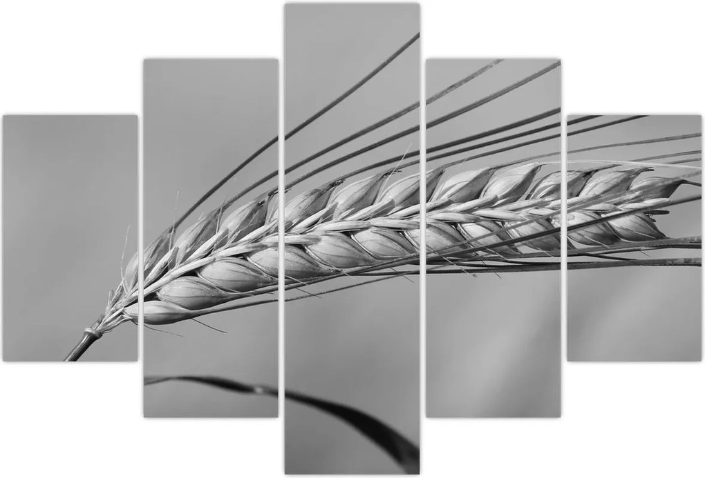 Tablou - Grâu,alb-negru (150x105 cm)