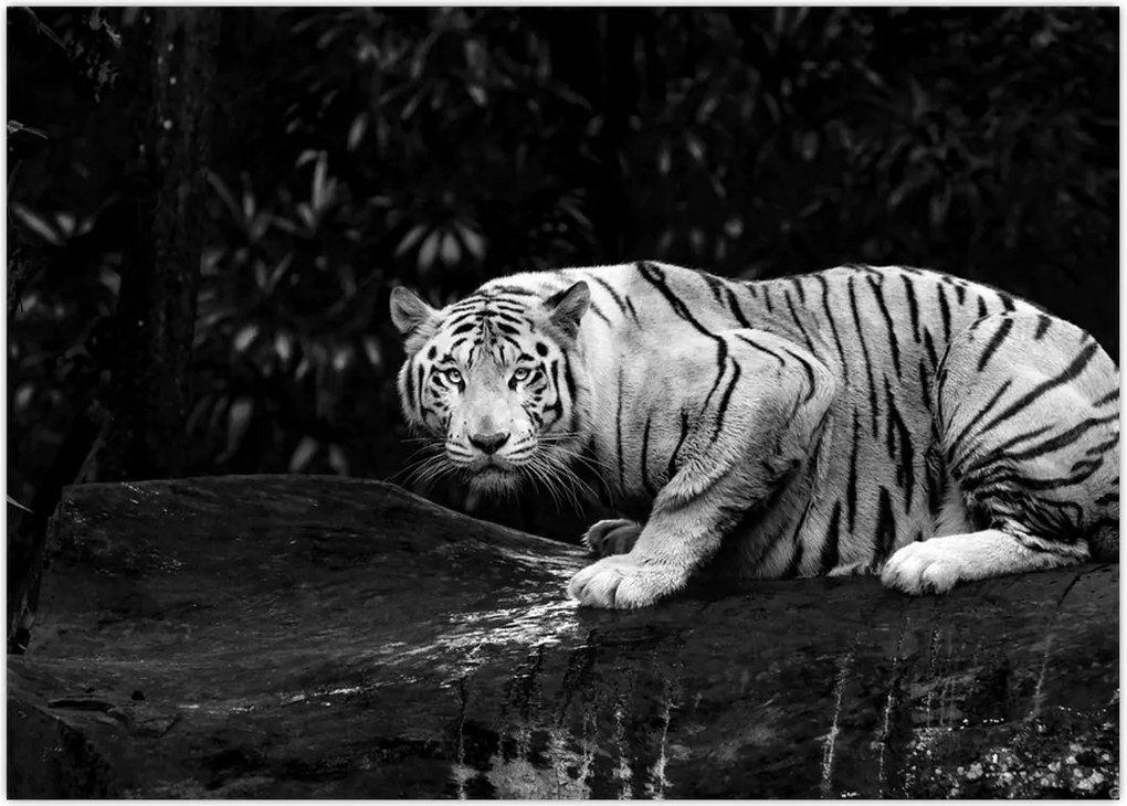Tablou - Tigru alb, alb-negru (70x50 cm)