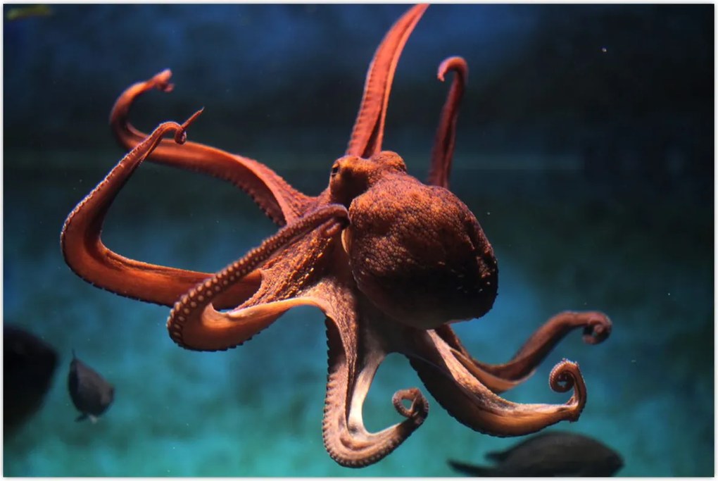 Tablou - Caracatiță (90x60 cm)