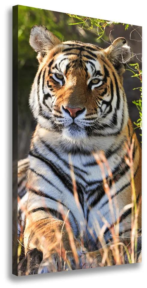 Tablou pe pânză canvas Tigru