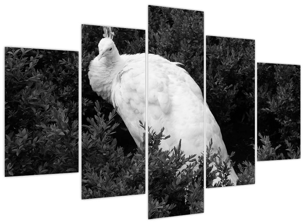 Tablou - Păun,alb-negru (150x105 cm)