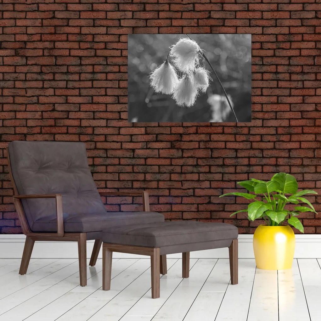 Tablou pe sticlă - Iarba de bumbac (70x50 cm)