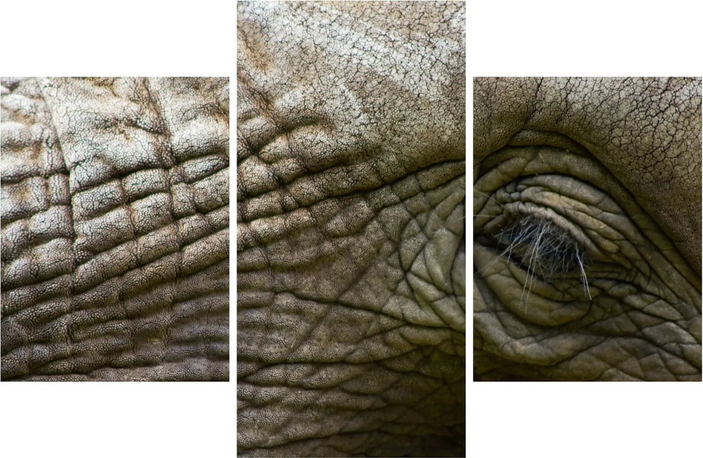Tablou - Prim-planul ochiului de elefant vechi (90x60 cm)