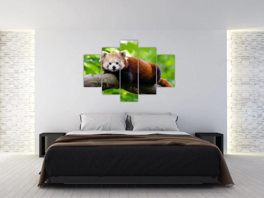 Tablou cu panda roșie (150x105 cm)