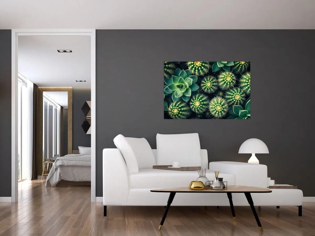 Tablou - Cactuși (90x60 cm)