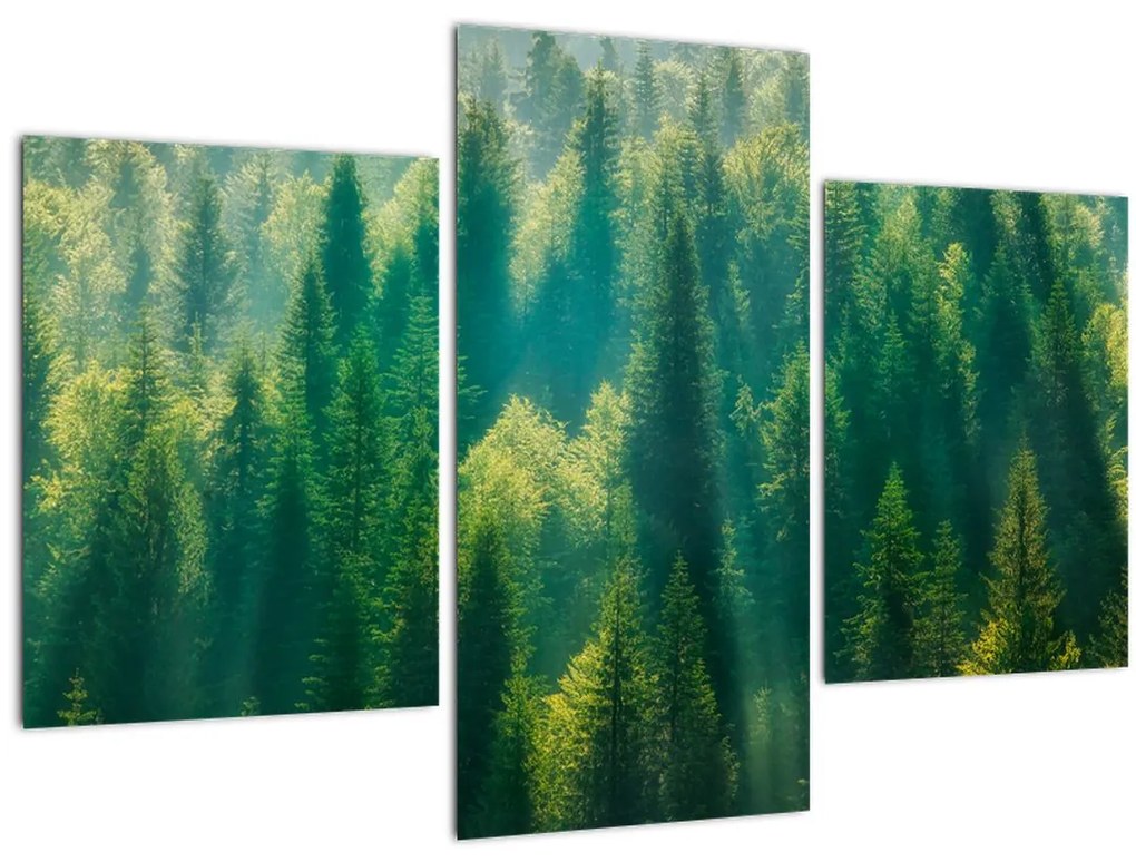 Tablou - Pădurea de brazi (90x60 cm)