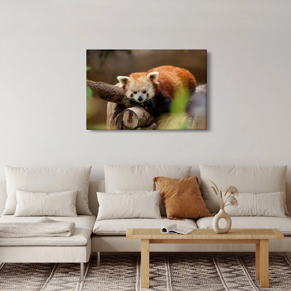 Tablou cu panda roșie (90x60 cm)
