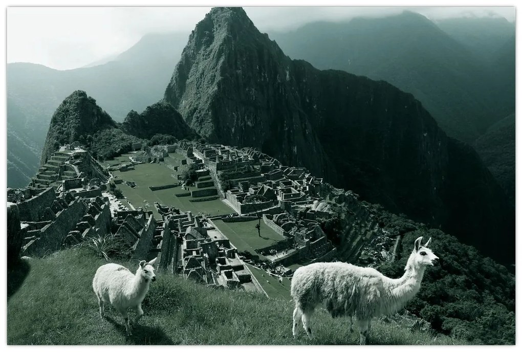 Tablou - Lamas la Machu Picchu în Peru (90x60 cm)