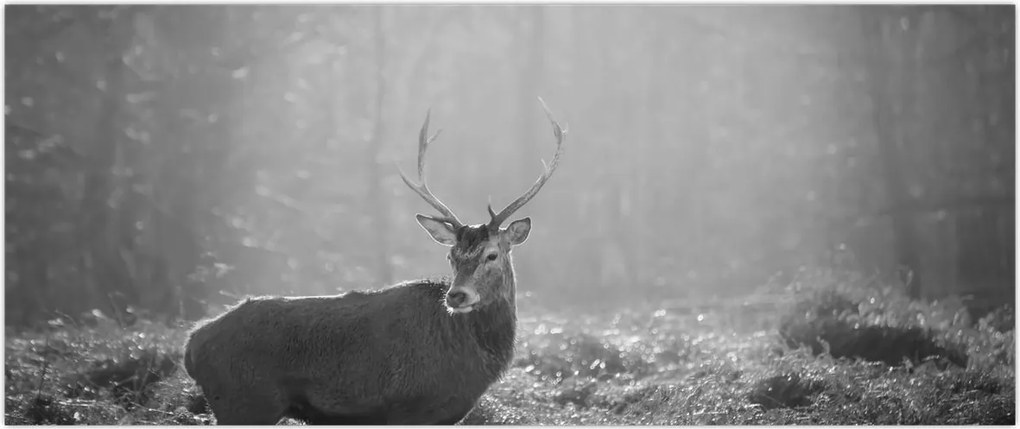 Tablou - Căprioare in pădure,alb-negru (120x50 cm)
