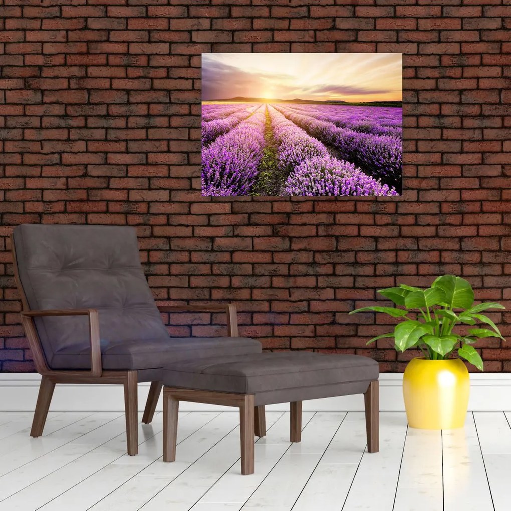 Tablou - Răsărit de soare în câmp de lavandă (70x50 cm)