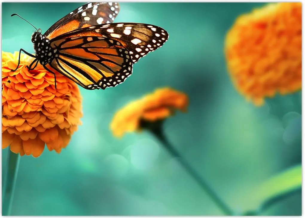 Tablou cu fluture (70x50 cm)