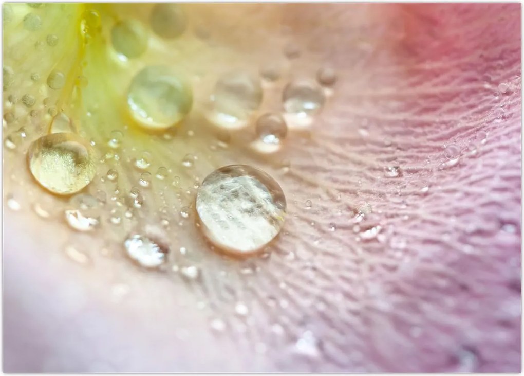 Tablou - Picături de rouă (70x50 cm)