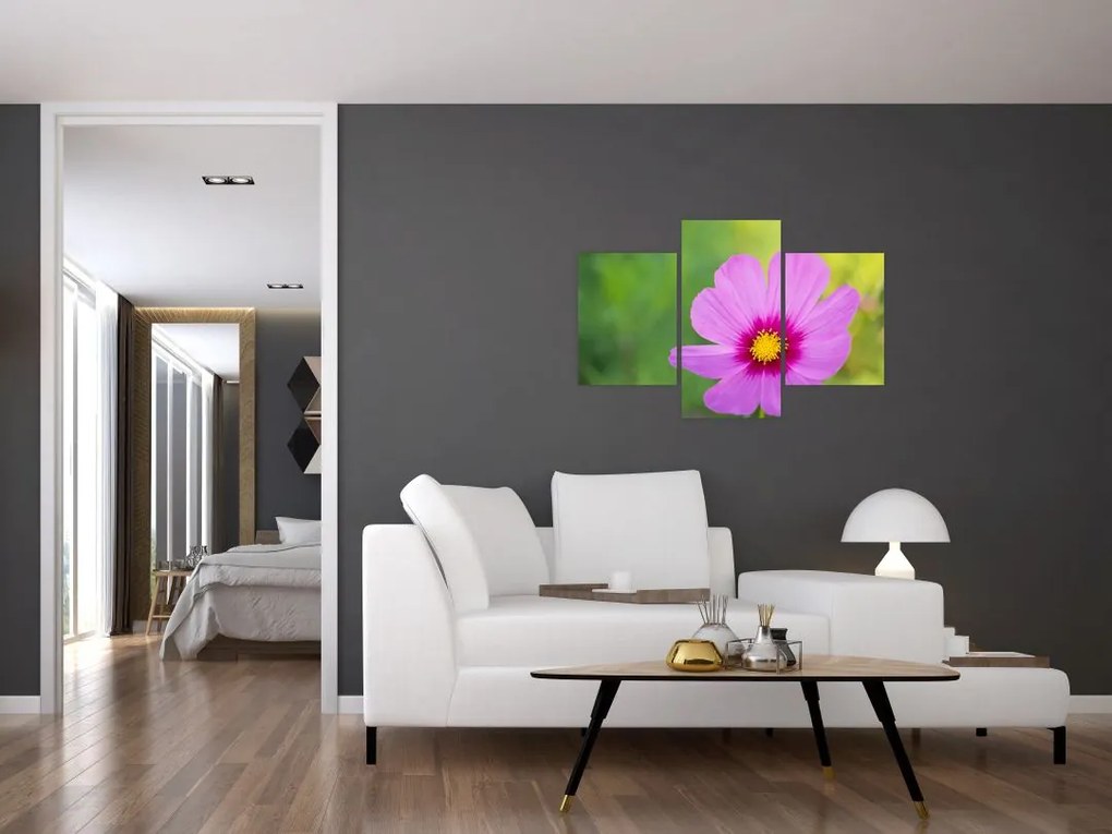 Tablou - floare de câmp (90x60 cm)