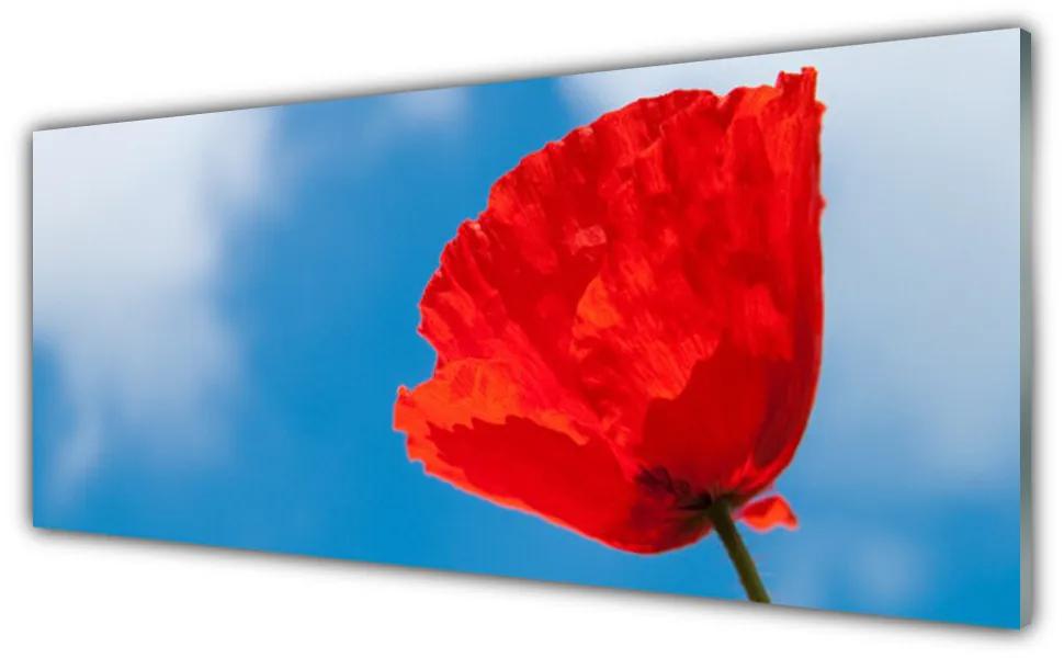 Tablou pe sticla Tulip Floral Roșu Albastru