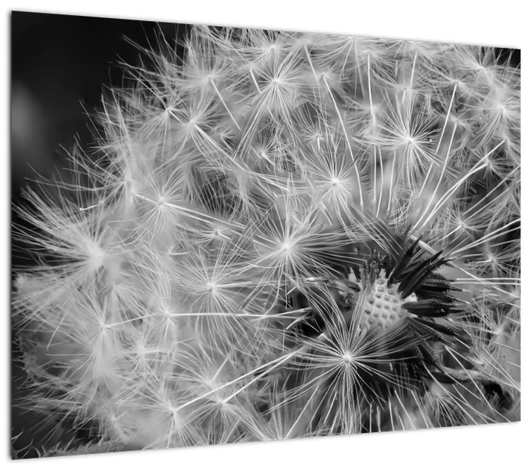 Tablou - mulțime de păpădii (70x50 cm)