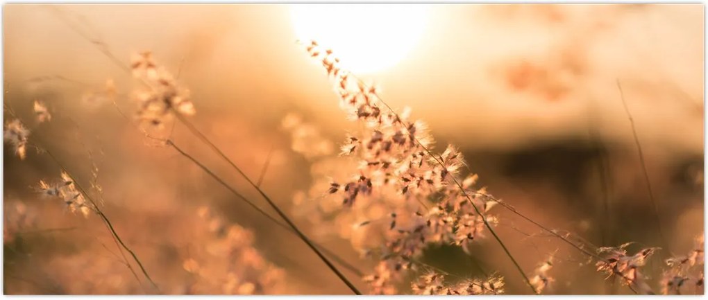 Tablou - Iarbă la soare (120x50 cm)
