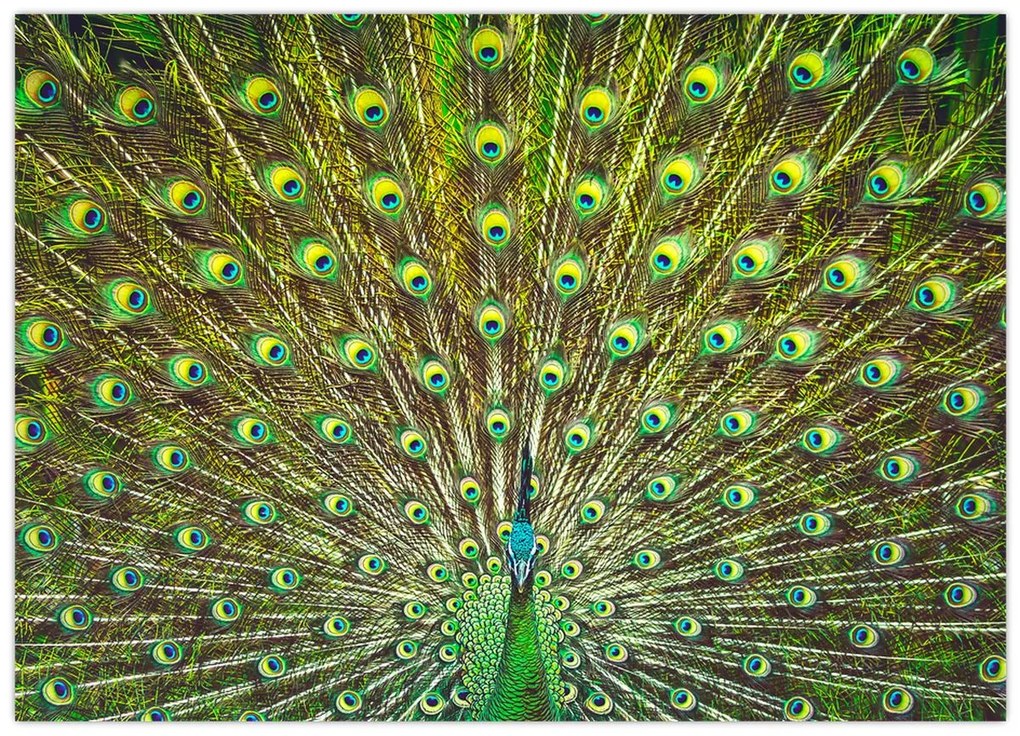 Tablou pe sticlă - Peacock (70x50 cm)