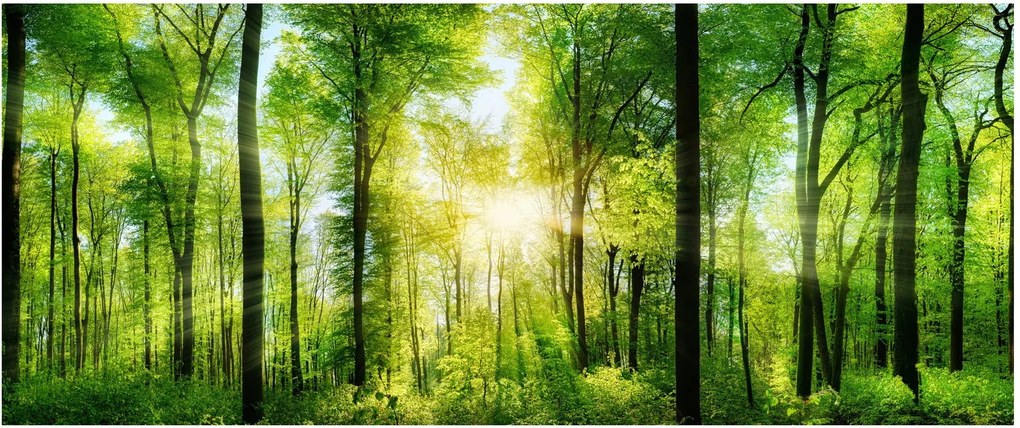 Tablou - Răsărit în pădure (120x50 cm)