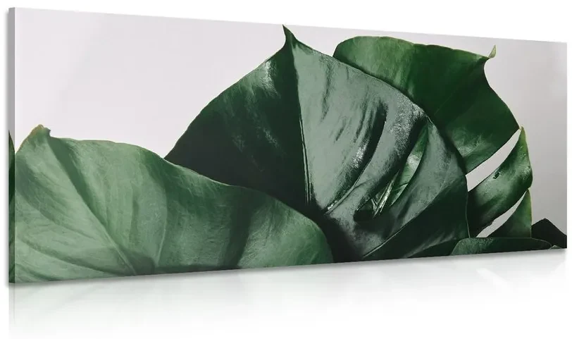 Tablou frunză de philodendron