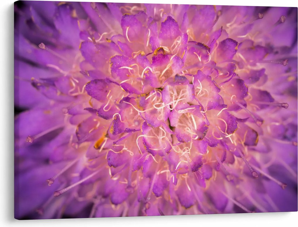 Tablou detailat cu floare (70x50 cm)