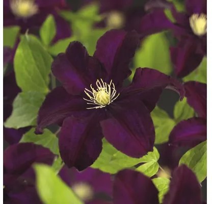 Clematita FloraSelf Clematis Hybride 'Warszawska Nike' H 50-70 cm Co 2,3 L