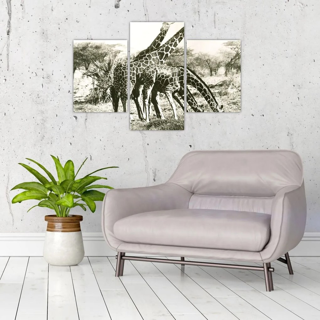 Tablou - Girafe, de epocă (90x60 cm)