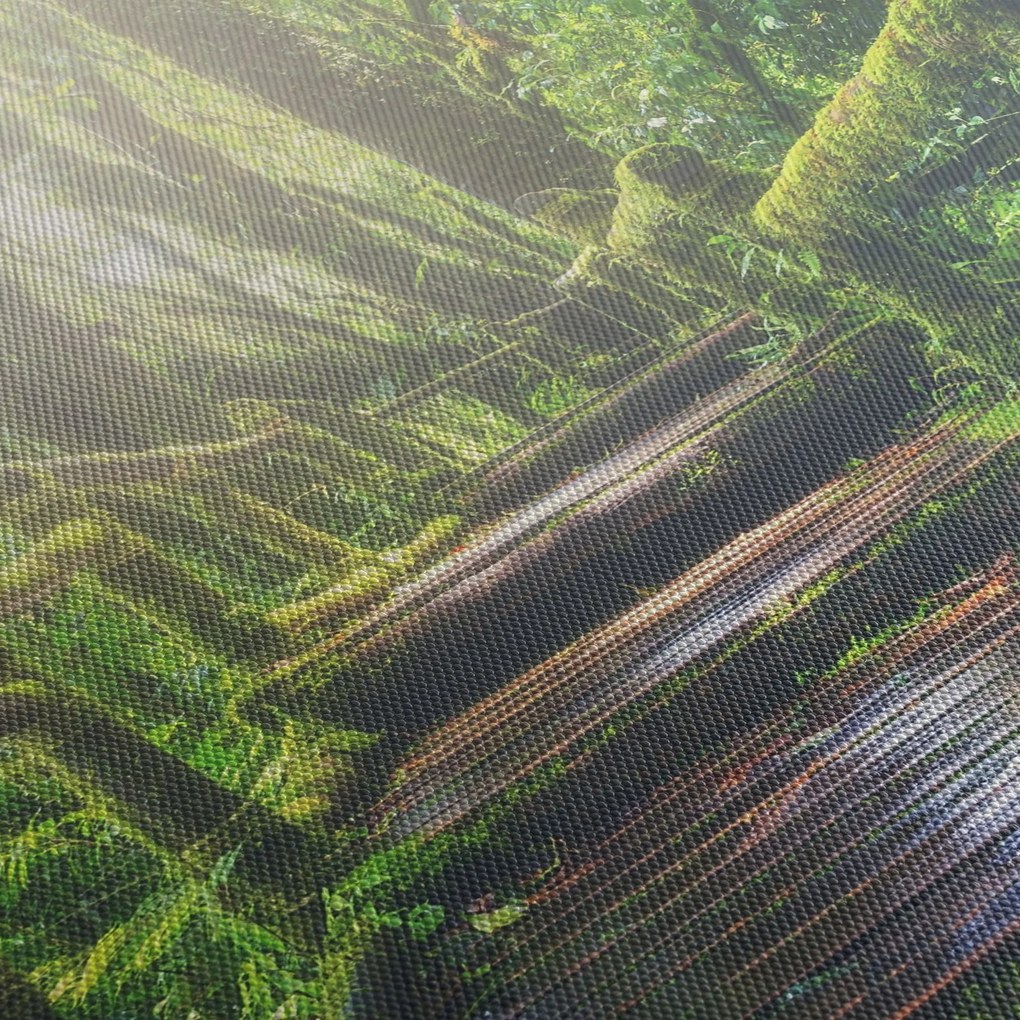 Tablou - trepte din lemn în pădure (70x50 cm)