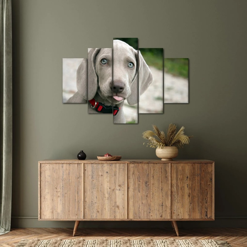 Tablou - cățeluș weimaraner (150x105 cm)