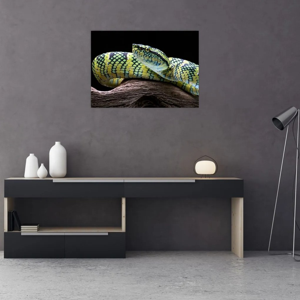 Tablou pe sticlă - Șarpele cu clopoței al lui Wagler (70x50 cm)