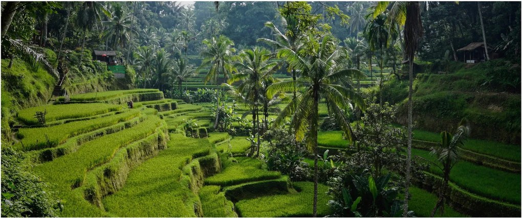 Tablou cu terasele cu orez Tegalalang, Bali (120x50 cm)