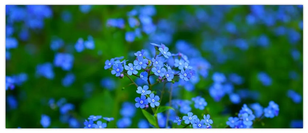 Tablou cu flori albastre (120x50 cm)