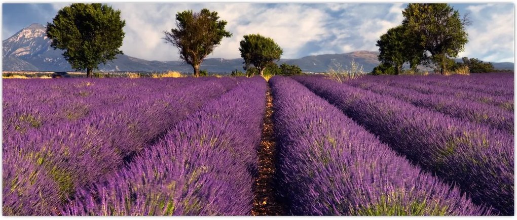 Tablou - câmp de lavandă și munți (120x50 cm)