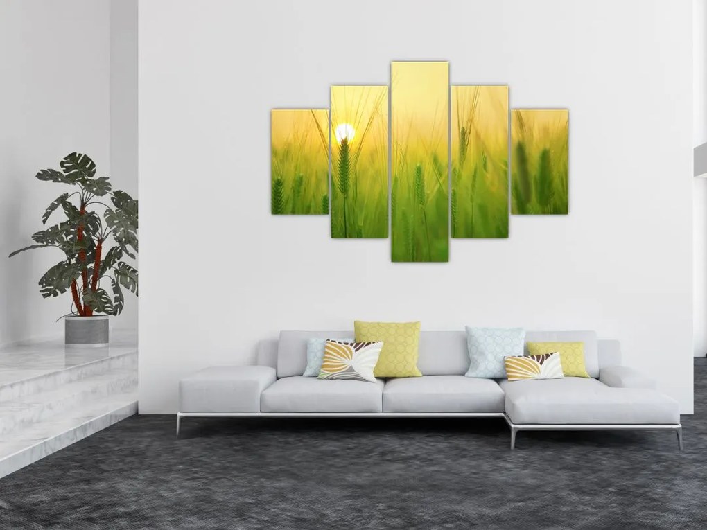 Tablou - Câmp cu cereale (150x105 cm)