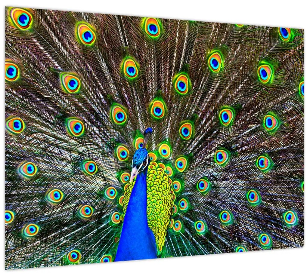 Tablou - Păun (70x50 cm)