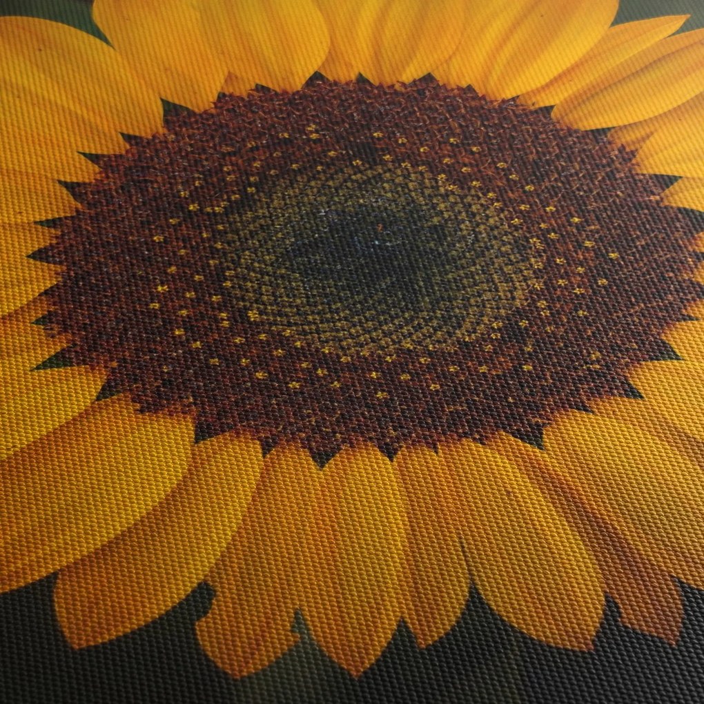 Tablou - Floarea soarelui și petale (90x60 cm)