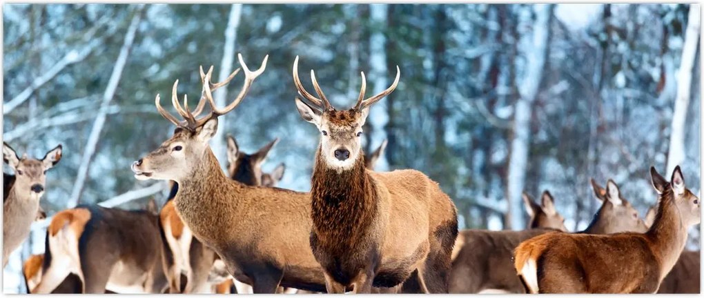 Tablou - Turma de căprioare (120x50 cm)