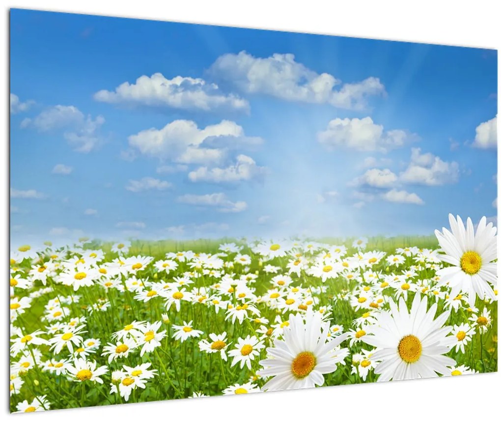 Tablou cu luncă înflorită cu margarete (90x60 cm)