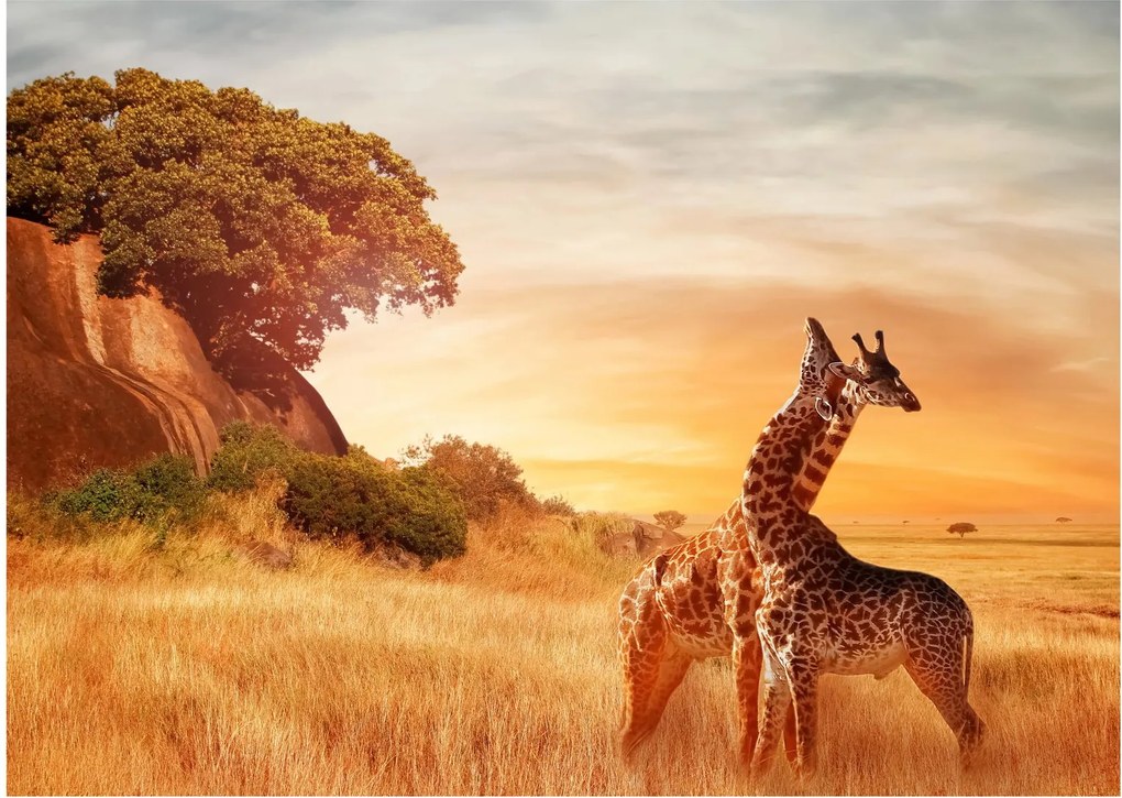 Tablou Girafe în Africa (70x50 cm)