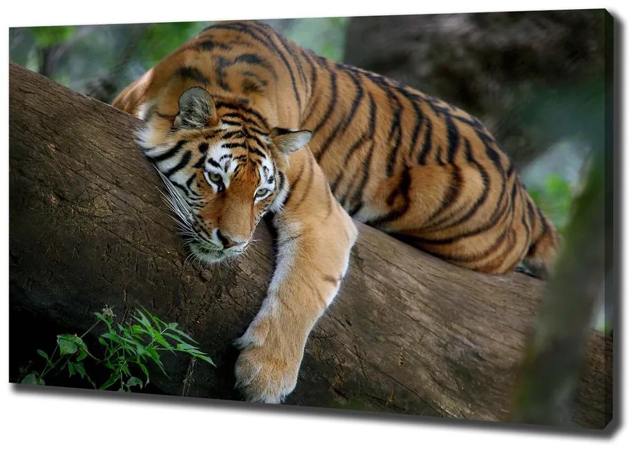 Print pe pânză Tiger pe un copac