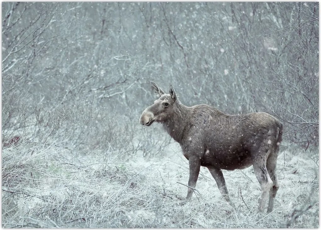 Tablou - Elan într-o pădure înzăpezită (70x50 cm)