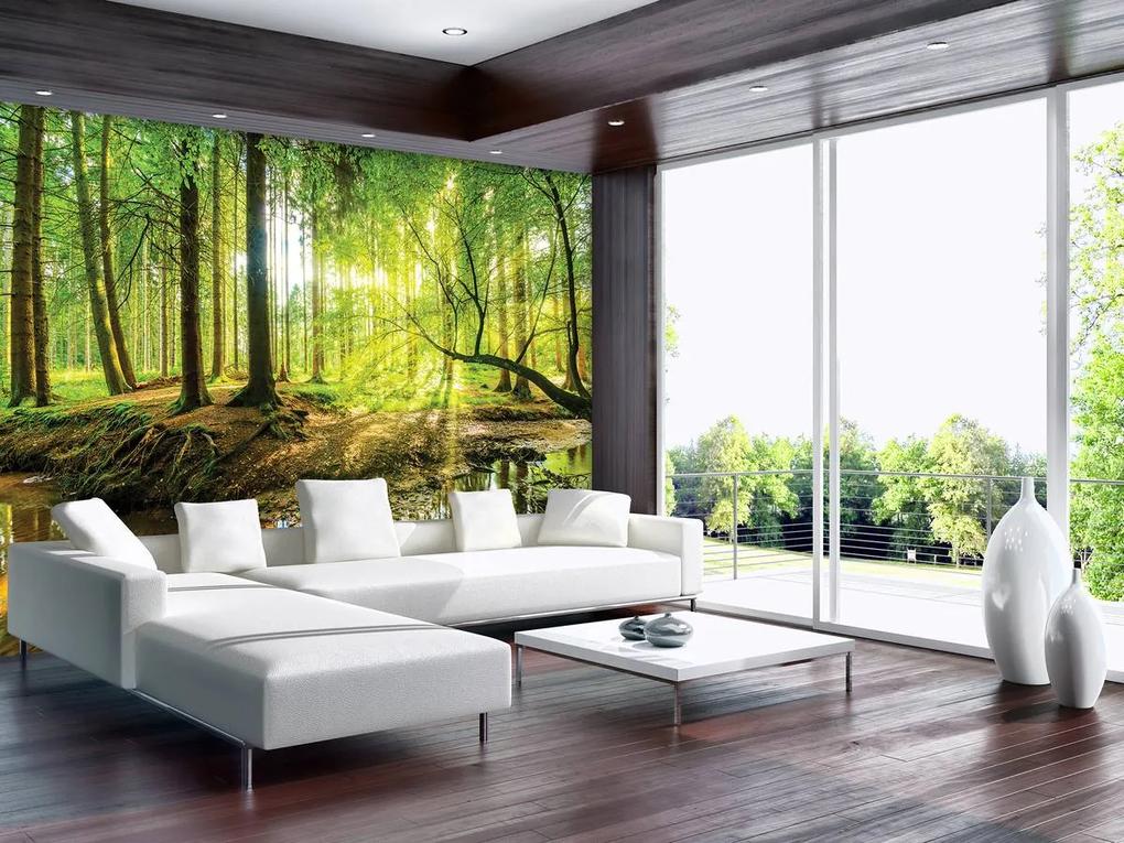 Fototapet - Pădurea însorită (254x184 cm), în 8 de alte dimensiuni noi
