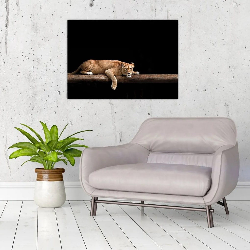 Tablou pe sticlă - Lioness (70x50 cm)