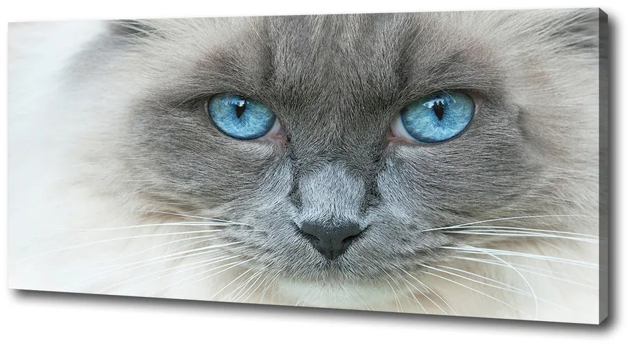 Imprimare tablou canvas Cat ochi albaștri